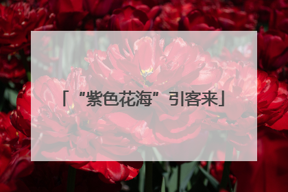 “紫色花海”引客来