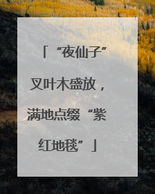“夜仙子”叉叶木盛放，满地点缀“紫红地毯”