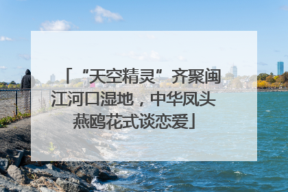 “天空精灵”齐聚闽江河口湿地，中华凤头燕鸥花式谈恋爱