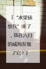 “水果侦察兵”来了，我在六月的威海发现了它！