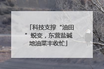 科技支撑“油田”蜕变，东营盐碱地油菜丰收忙