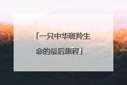 一只中华斑羚生命的最后旅程