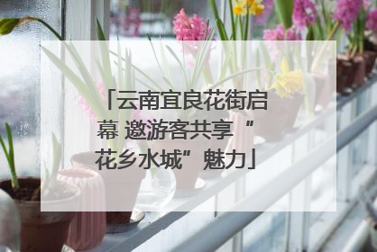 云南宜良花街启幕 邀游客共享“花乡水城”魅力