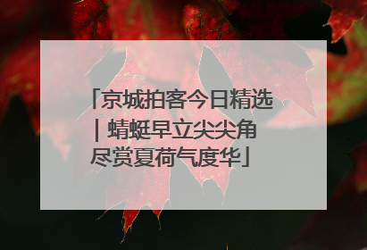 京城拍客今日精选｜蜻蜓早立尖尖角 尽赏夏荷气度华