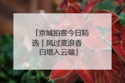 京城拍客今日精选｜风过麦浪香 白塔入云端