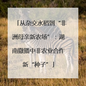 从杂交水稻到“非洲母亲新农场”：湖南撒播中非农业合作新“种子”