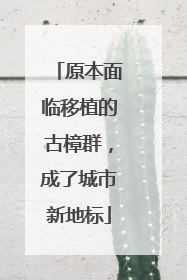 原本面临移植的古樟群，成了城市新地标