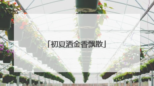 初夏洒金香飘散