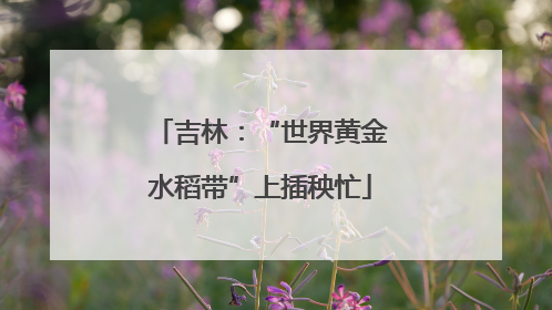吉林：“世界黄金水稻带”上插秧忙