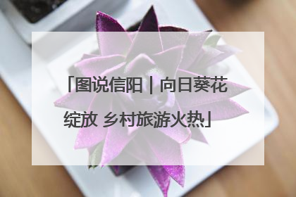 图说信阳｜向日葵花绽放 乡村旅游火热