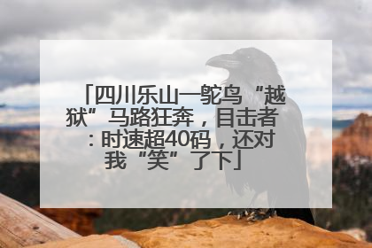 四川乐山一鸵鸟“越狱”马路狂奔，目击者：时速超40码，还对我“笑”了下