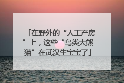 在野外的“人工产房”上，这些“鸟类大熊猫”在武汉生宝宝了