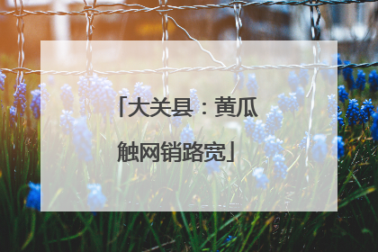 大关县：黄瓜触网销路宽