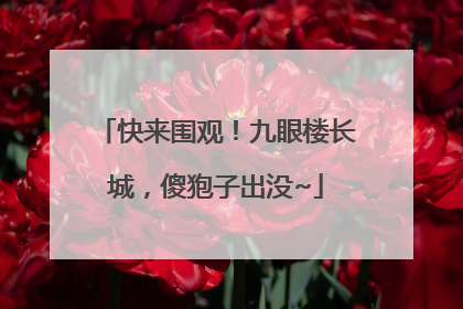 快来围观！九眼楼长城，傻狍子出没~