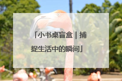 小书桌盲盒｜捕捉生活中的瞬间