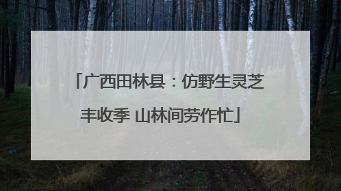 广西田林县：仿野生灵芝丰收季 山林间劳作忙