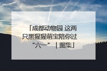 成都动物园 这两只黑猩猩萌宝陪你过“六一”｜图集