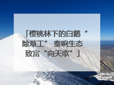 樱桃林下的白鹅“除草工” 奏响生态致富“向天歌”