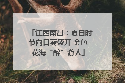 江西南昌：夏日时节向日葵盛开 金色花海“醉”游人