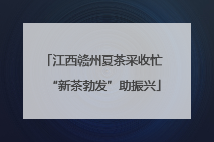江西赣州夏茶采收忙 “新茶勃发”助振兴