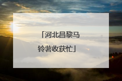 河北昌黎马铃薯收获忙