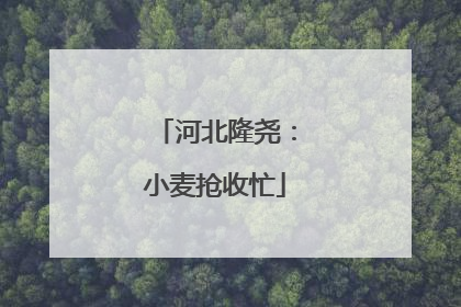 河北隆尧：小麦抢收忙