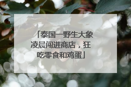 泰国一野生大象凌晨闯进商店，狂吃零食和鸡蛋