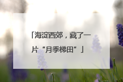 海淀西郊，藏了一片“月季梯田”