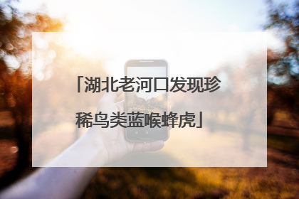 湖北老河口发现珍稀鸟类蓝喉蜂虎