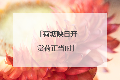 荷塘映日开 赏荷正当时