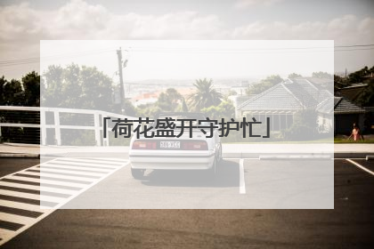荷花盛开守护忙