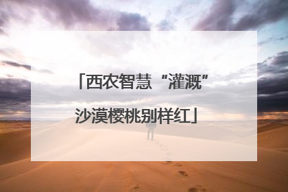 西农智慧“灌溉” 沙漠樱桃别样红