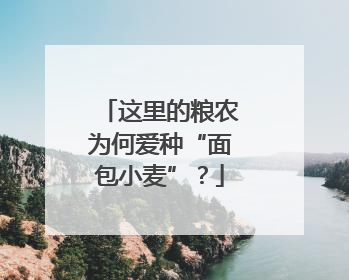 这里的粮农为何爱种“面包小麦”？