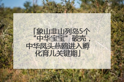 象山韭山列岛5个“中华宝宝”破壳，中华凤头燕鸥进入孵化育儿关键期