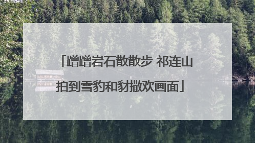 蹭蹭岩石散散步 祁连山拍到雪豹和豺撒欢画面