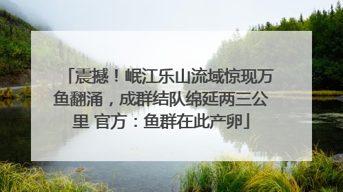 震撼！岷江乐山流域惊现万鱼翻涌，成群结队绵延两三公里 官方：鱼群在此产卵