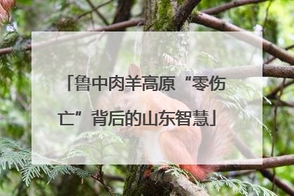 鲁中肉羊高原“零伤亡”背后的山东智慧