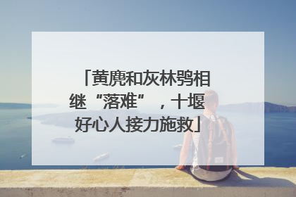 黄麂和灰林鸮相继“落难”，十堰好心人接力施救