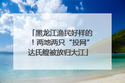 黑龙江渔民好样的！两地两只“投网”达氏鳇被放归大江