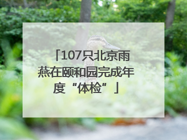 107只北京雨燕在颐和园完成年度“体检”