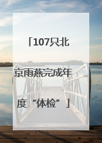 107只北京雨燕完成年度“体检”