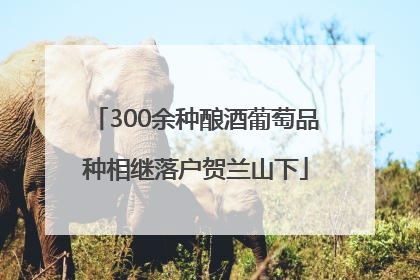 300余种酿酒葡萄品种相继落户贺兰山下